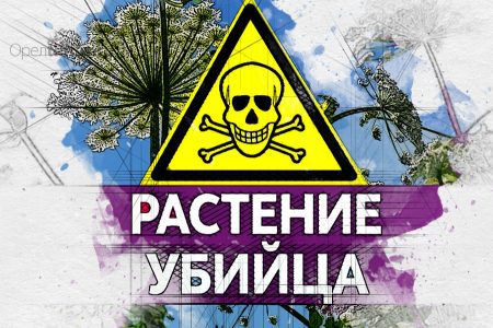 В Орловской области более 270 га земли захватили опасные растения