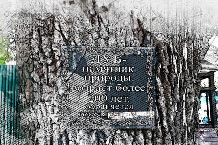 Тургеневский дуб из Спасского-Лутовинова борется за звание «Дерево года»