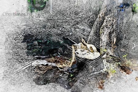 В Орле на Наугорском шоссе высадят 79 деревьев взамен вырубленных