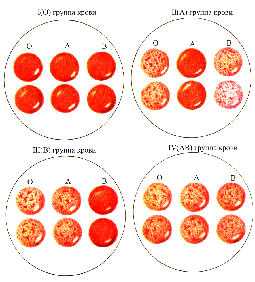 Первая группа крови фото