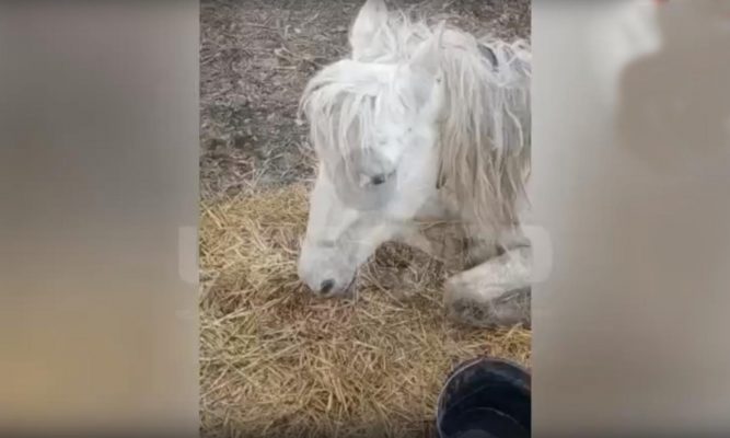 Истощённую лошадь, которую под Орлом бросил хозяин, удалось спасти