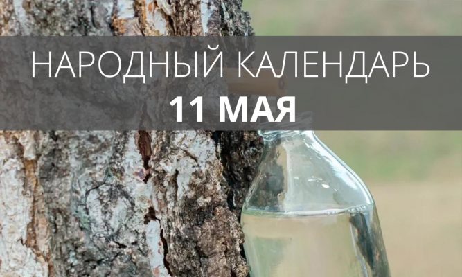 11 мая на Руси лазали на берёзы и плотно обедали