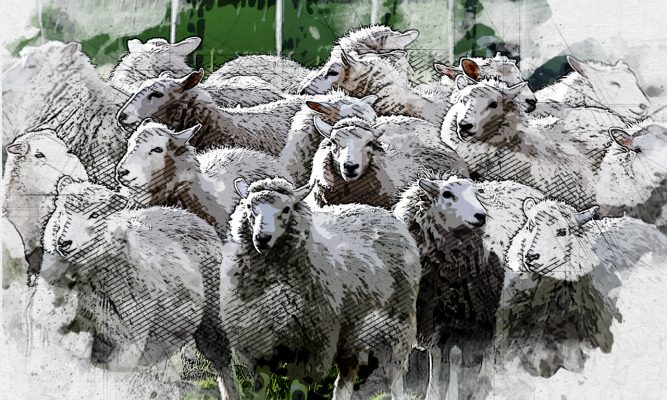 В двух районах Орловской области появятся овцеводческие фермы
