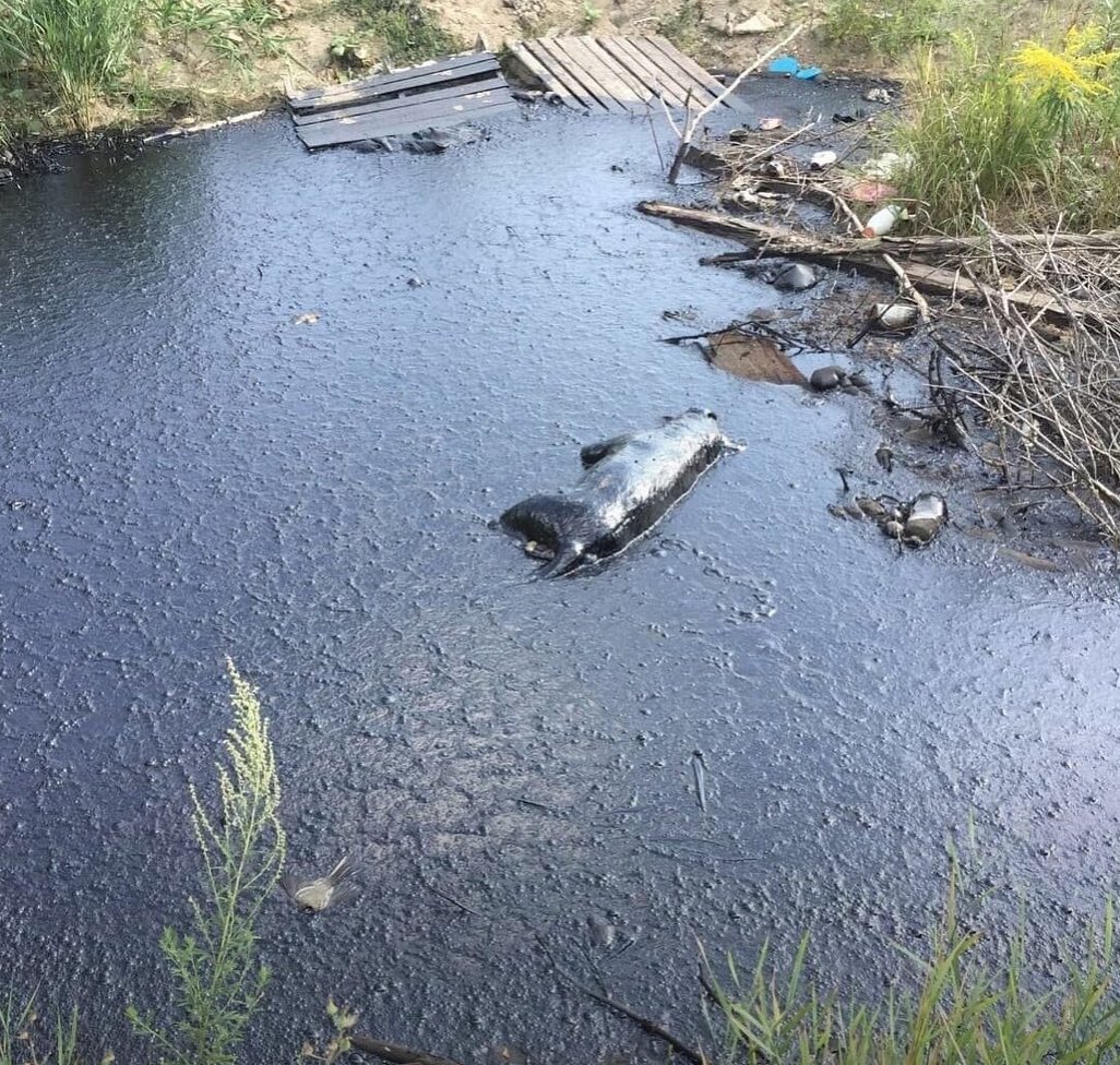 Котлован смерти»: орловчанка опубликовала шокирующие фотографии утонувших в  смоле собак | 13.08.2021 | Орел - БезФормата