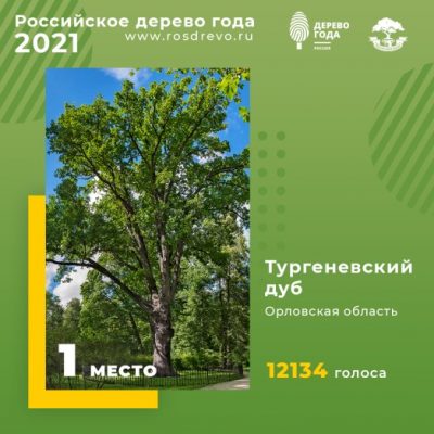 Тургеневский дуб стал победителем национального конкурса «Дерево года»