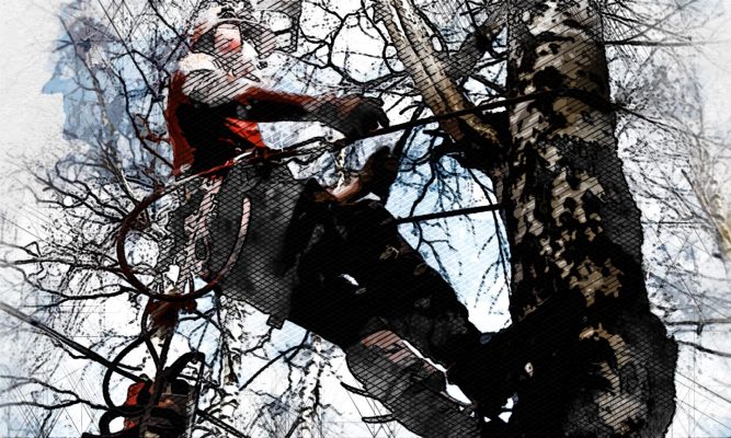 В Орле стартовал «сезон уродования деревьев»