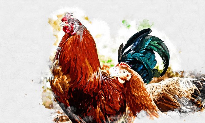 Орловским дачникам запретили разводить кур