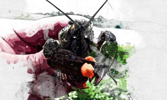 В Орле продавали «левых» раков и крабов