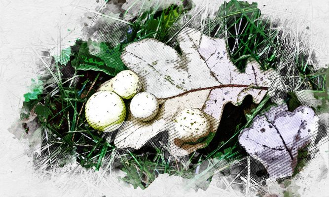 В Орловской области растут орехи, из которых во времена Леонардо да Винчи получали чернила