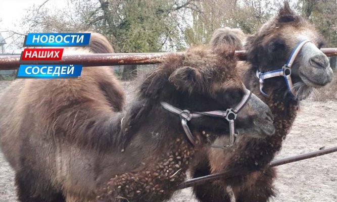 Трогательная пара верблюдов нашла пристанище на брянском конезаводе