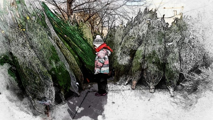 Метр живой новогодней ёлки в Орле обойдётся в тысячу рублей