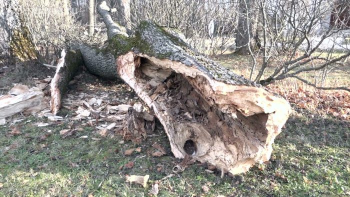 Стихия уничтожила более 30 деревьев в Спасском