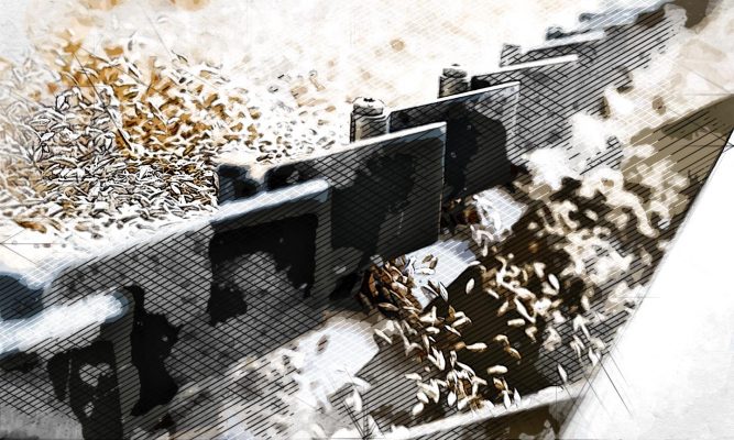 Орловская область значительно просела в экспорте кормов за рубеж