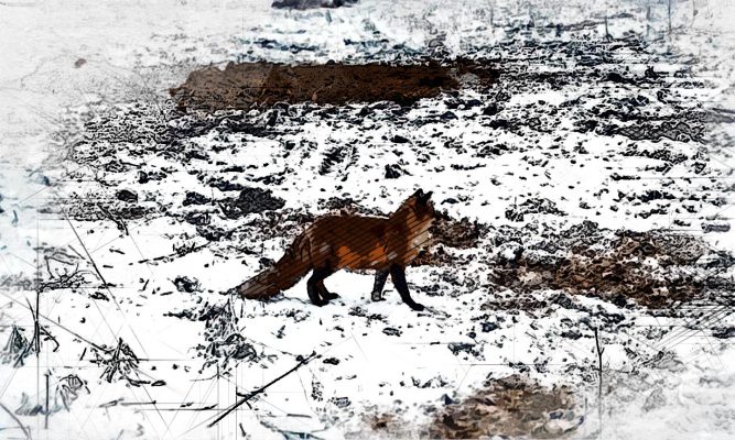 Видео дня: под Орлом рыжая плутовка ищет, чем полакомиться