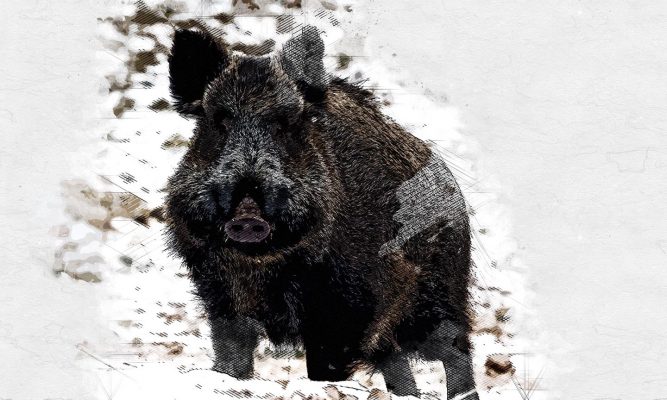 В Орловской области подросла численность диких кабанов