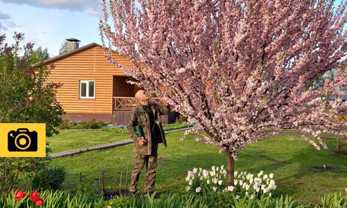 В Орловской области зацвела сакура - Новости Орла и Орловской области  Орелтаймс