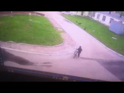 В Орле на территории больницы стая собак напала на ребёнка