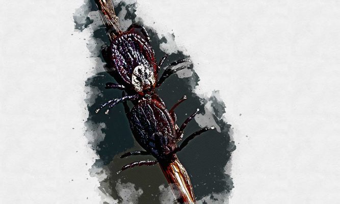 Исследование клеща на инфекции стоит в Орловской области недёшево