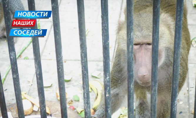 Белгородские учёные огорошили реалиями опасности оспы обезьян для человека