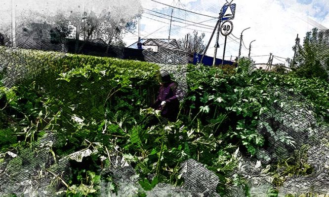 Как в Орловской области отвоёвывают земли у борщевика Сосновского