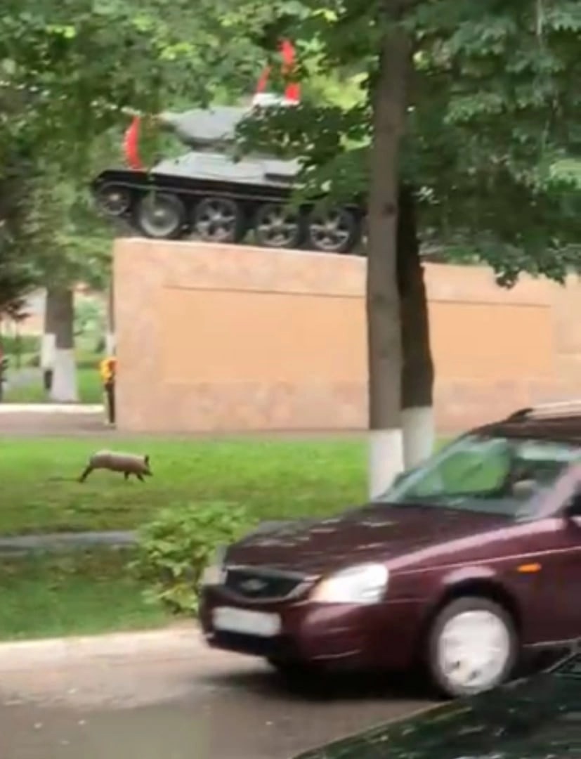 В Орловской области к местной администрации наведался поросёнок |  29.06.2022 | Орел - БезФормата