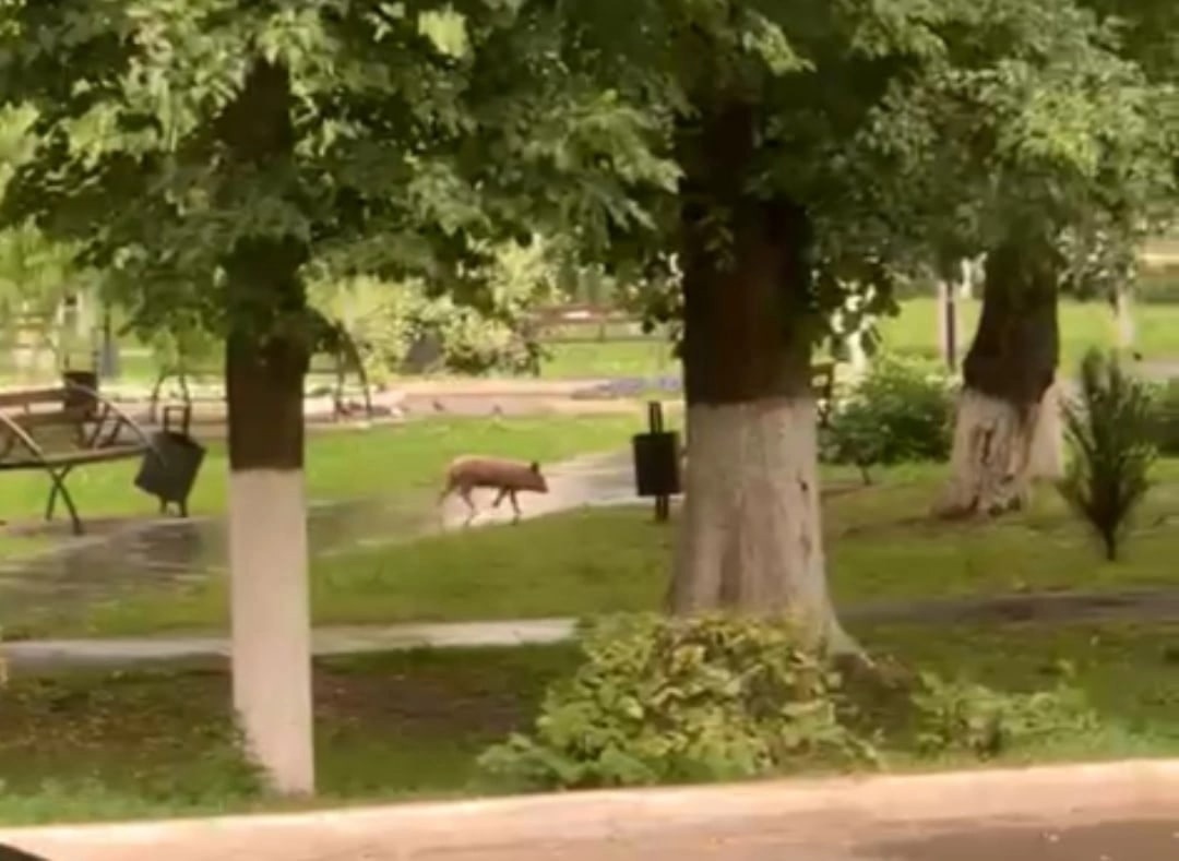 В Орловской области к местной администрации наведался поросёнок |  29.06.2022 | Орел - БезФормата