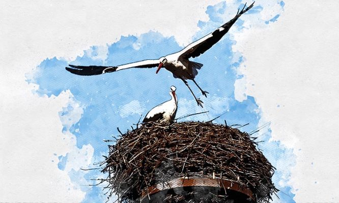 Первый канал рассказал о нашествии аистов в Орловской области