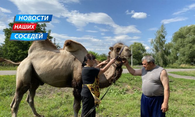 В курской деревне поселился двугорбый верблюд