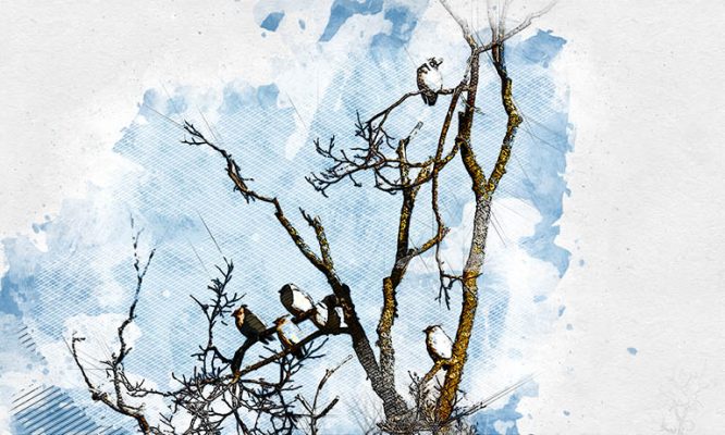 В Орловскую область раньше времени прилетели зимовать свиристели