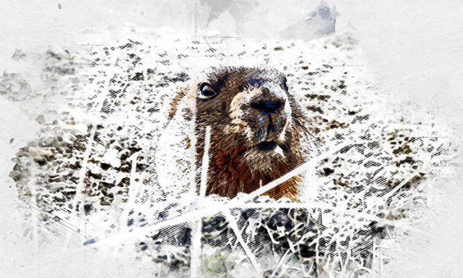 Тульские сурки Серёжа и Наташа предсказали раннюю, но морозную весну