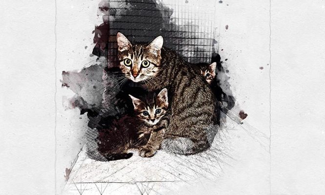 В Орле сотрудники МЧС спасли целую кошачью семью