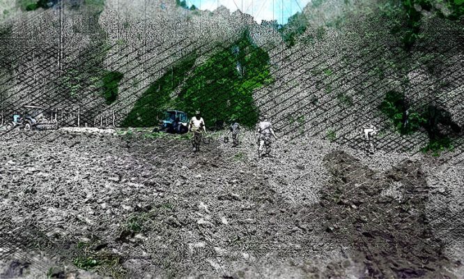 В Орловской области засевают кормовые поля для зубров
