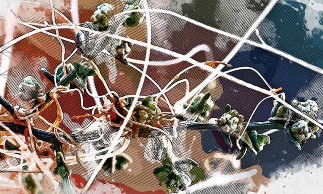 В орловском поселении победили опасного паразита