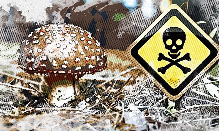 Орловцы продолжают травиться грибами - Новости Орла и Орловской области ...