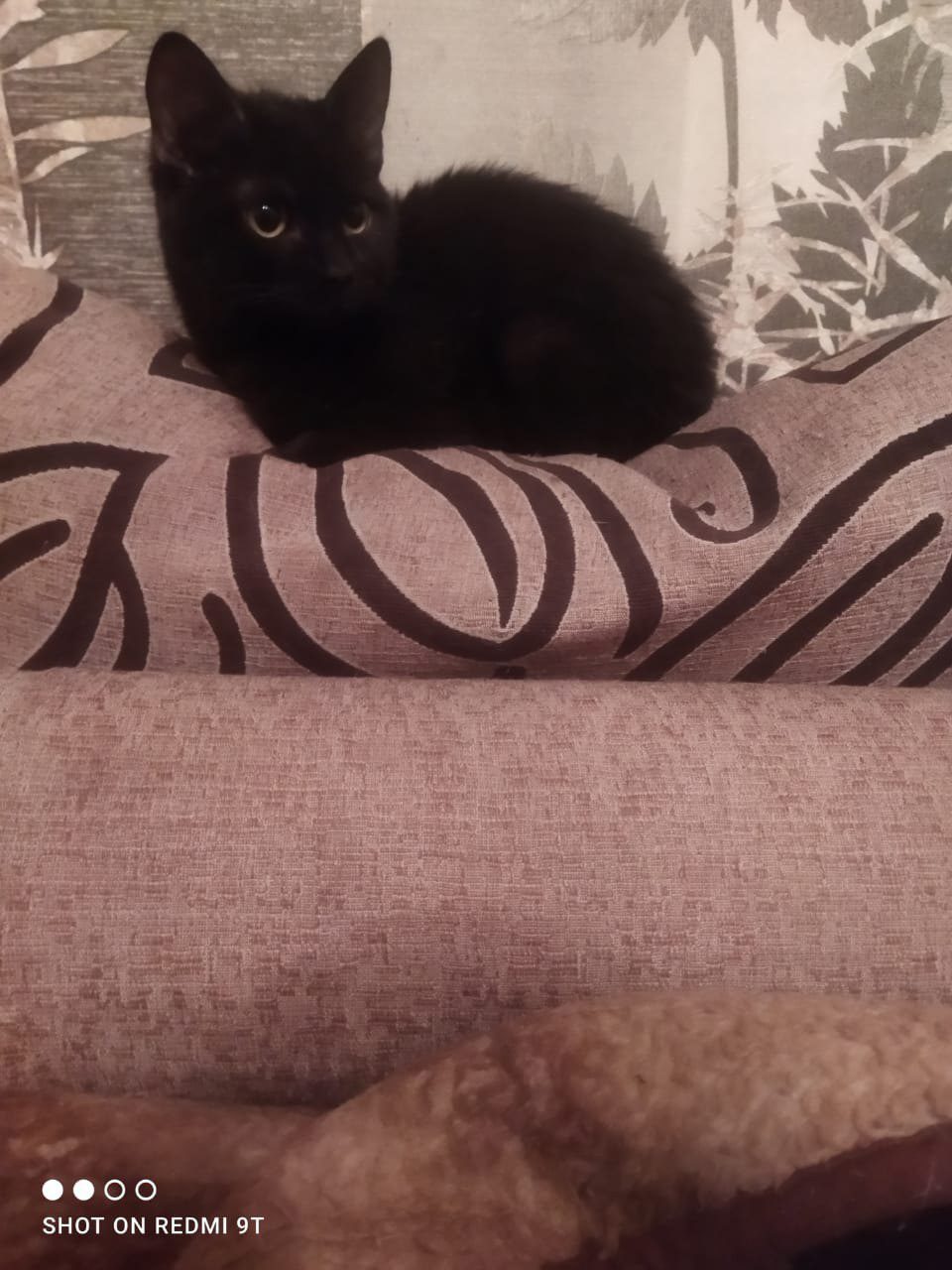 Котоматрица приколы. Не понял мем кот. Кот понял. Котенок ничего не понимает. Смешные котики с комментариями.