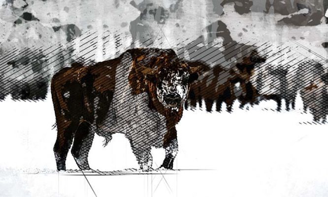 Орловские чиновники ищут зубров для «музея» на аукционах