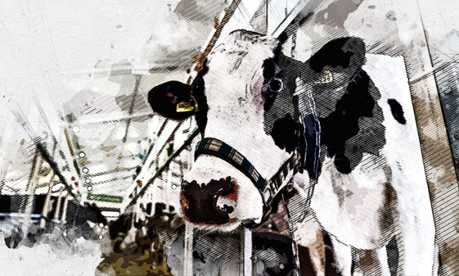 «Куда исчезли коровы?»: депутаты в ужасе от ситуации в племенном хозяйстве под Орлом