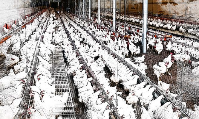 Под Орлом построят большую птицефабрику