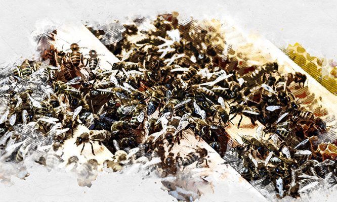 Орловских пчеловодов обвинили в риске распространения болезней