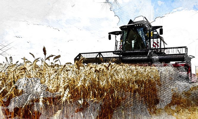 Итоги уборочной 2025: на Орловщине собрали 2,3 млн тонн пшеницы