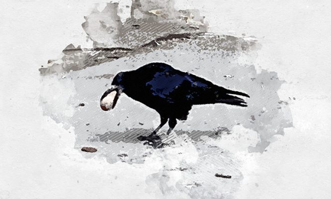 Сердобольная орловчанка спасла обледенелую ворону