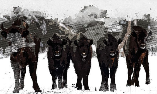 Орловцев пригласили понаблюдать за зубриной трапезой