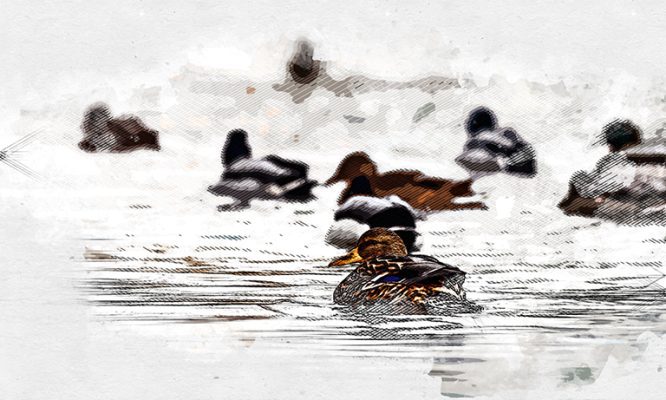 В Орле около Детского парка плавают мёртвые утки