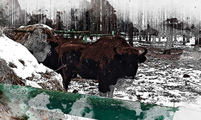 В Орловской области задерживается открытие туристического маршрута к зубрам