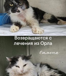 4лапы (1)