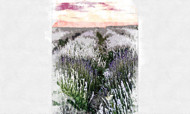 В Орле высадят мини-лавандовое поле