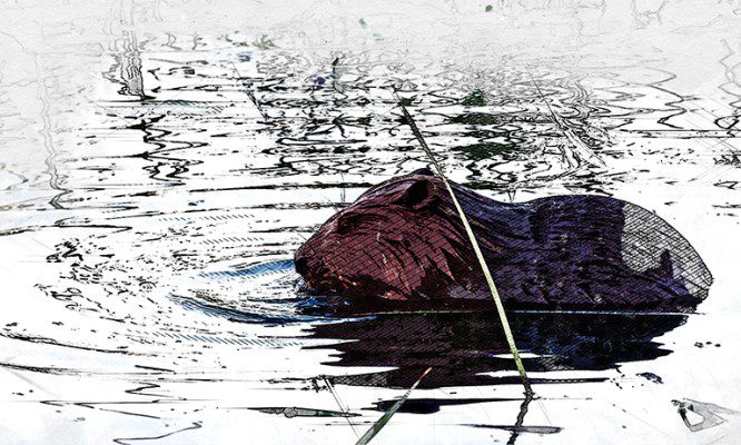 В России растёт популяция бобров: а что в Орловской области?