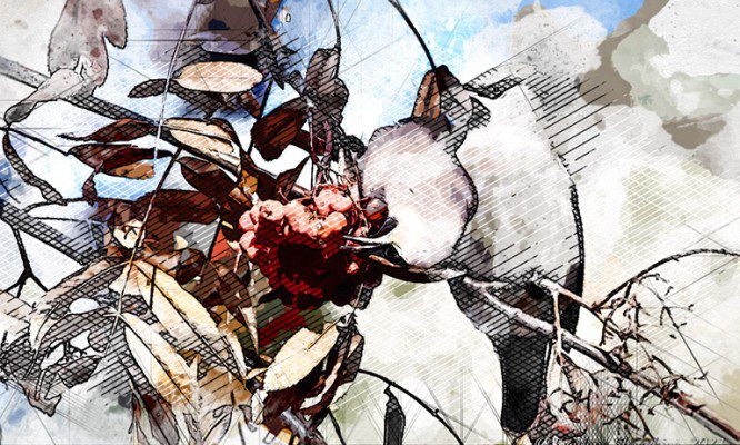 Первые свиристели прилетели зимовать в Орловскую область