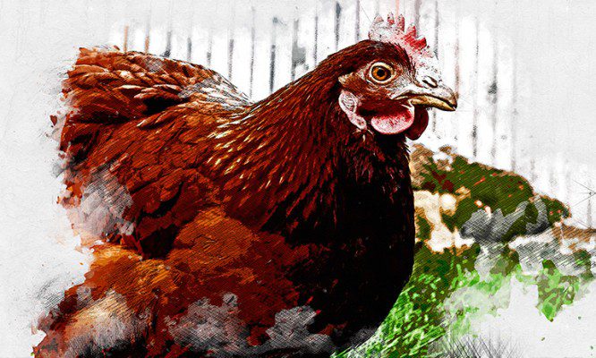 В Орловской области кур начали ставить на учёт