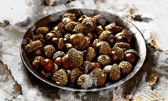 Туляки подтвердили высокое качество орловских желудей